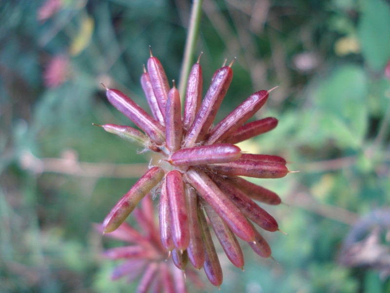 Lotus rectus (=Dorycnium rectum) / Trifoglino palustre